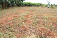 Unser Grundst&uuml;ck im Juli 2013 - die ersten Cassava sind schon ausgegraben